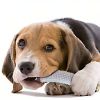 New pet toys cucumber dog biting and grinding toys biting-resistant interactive dog toys training to relieve boredom and dog biting sticks